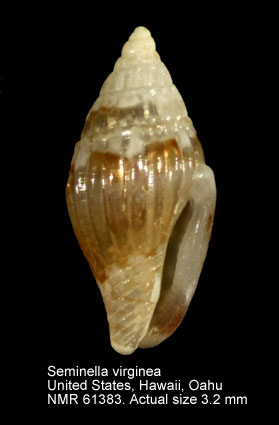 Seminella virginea.jpg - Seminella virginea(Gould,1860)